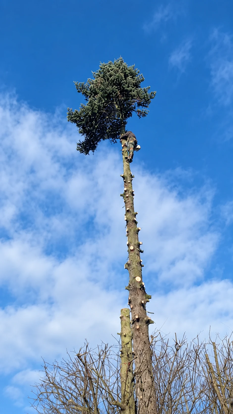 Intervenant en hauteur sur le tronc d’un arbre.