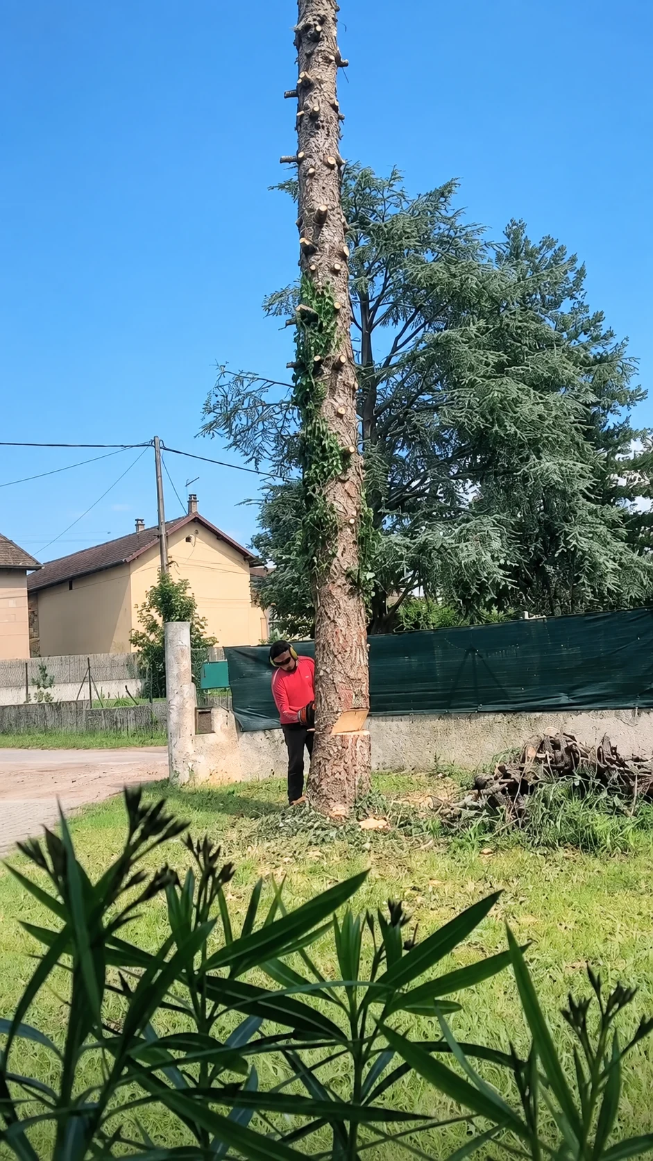 Intervention d’abattage au pied d’un arbre.