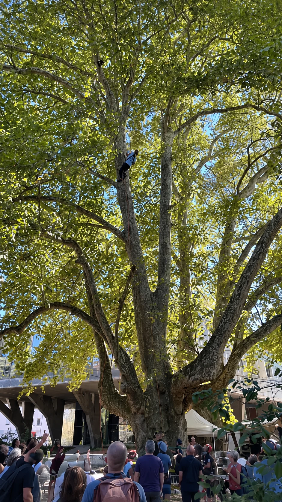 Grimpeur parmi les branches d’un grand arbre.