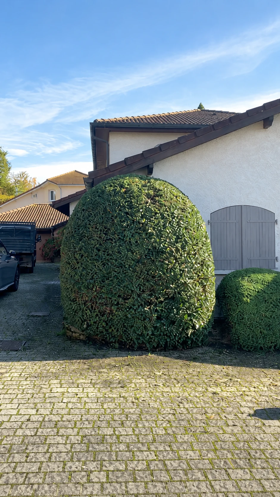 Arbustes taillés en arrondi devant une maison.