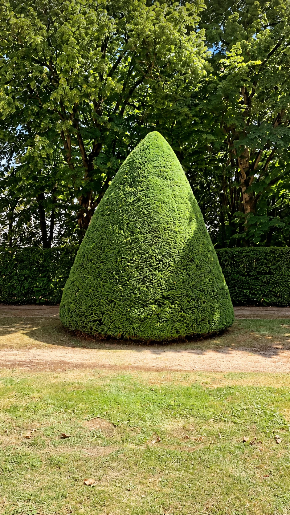 Arbuste taillé en forme conique devant une haie.