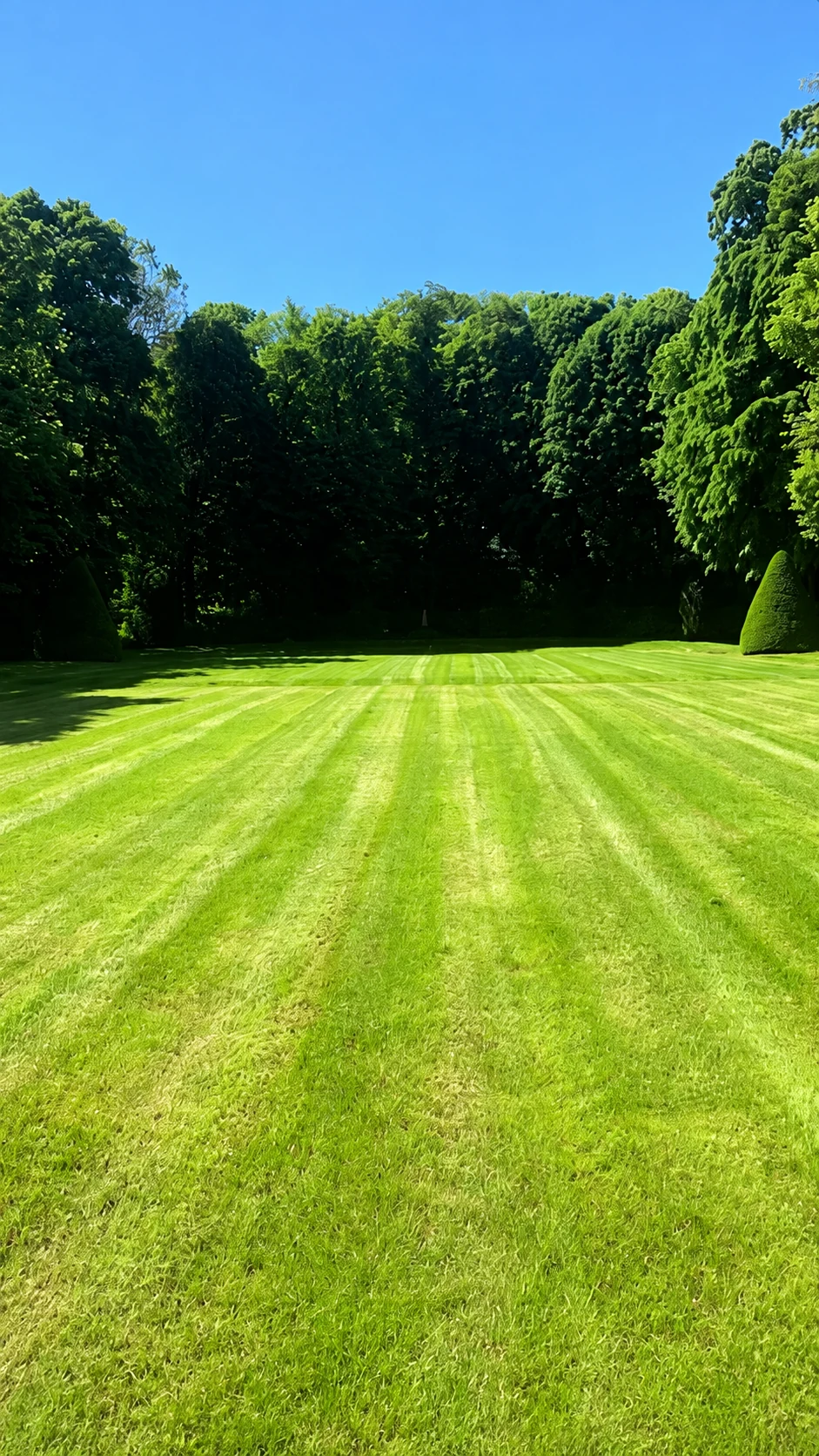 Pelouse fraîchement tondue, avec des bandes régulières et une bordure d’arbres.
